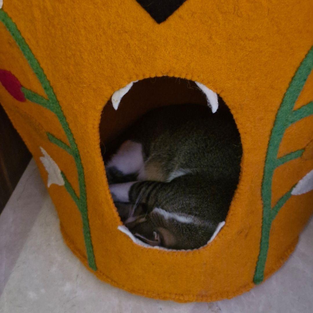 Orange Tiger Pet Cat Cave